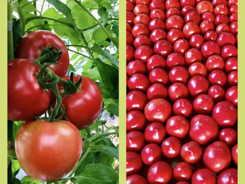 採れたて新鮮❗️完熟トマトを（約3k）お届けします❗️