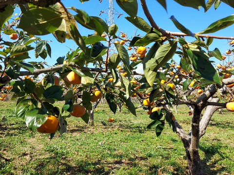 【朝市限定】訳あり　特別栽培次郎柿2.3kgと新米コシヒカリ1.8kg