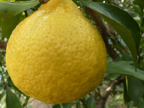 柑橘食べ比べ　せとか８個、はるか１３個、甘夏２個　合計５ｋｇ