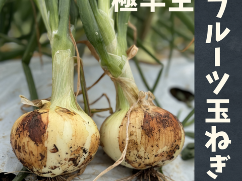 【期間限定】（訳あり）フルーツ玉ねぎ　3kg　熊本県産