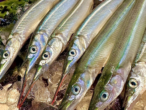 とくだいサヨリ 日間賀島産 刺身OK 塩焼き・フライ用 1kg ゴールデンウイーク大漁特価100-125g個体※8-10匹
もっとでかいのも入れるかも!