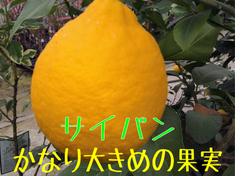 食べ比べ！木熟『猪苗代檸檬』３種各２玉計６玉