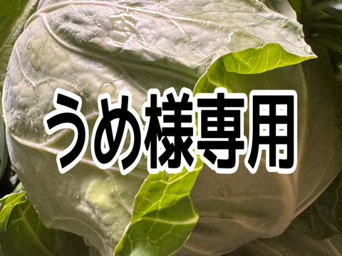 【⠀うめ様専用   】甘みたっぷり兵庫県産新鮮野菜キャベツをお届け(3玉入)