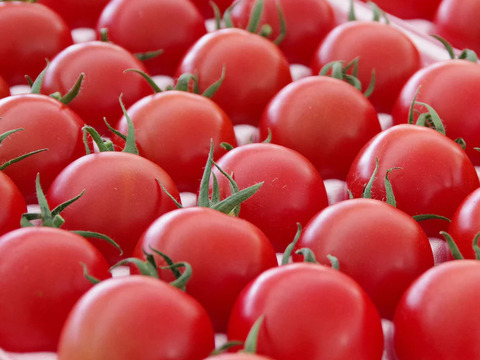 【リピート率97％！】離島育ちの甘いミディトマト『あま壱岐』4kg　アイメック農法と豊かな自然で育まれた自慢のトマトをぜひお試しください！地元スーパーの大人気商品です