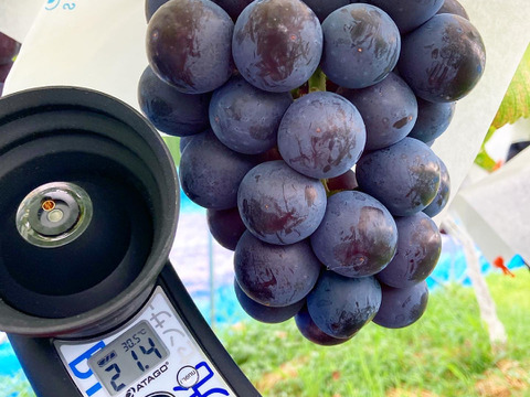 【夏ギフト】皮ごと食べられる！泉州パープル厳選1房