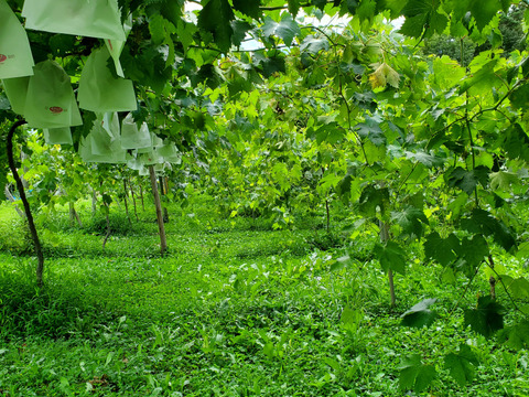 岩手県岩手県産 サニールージュ（種なし）2房入 BOX
