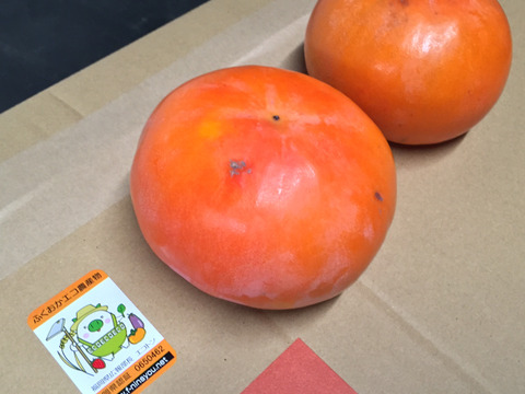 ふくおかエコ農産物認証の富有柿　冷蔵ご家庭用約6kg詰め