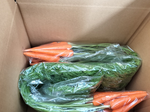 葉っぱもおいしい葉つきベビーキャロット(1kg)野菜スティックにおすすめ！【栽培期間中、農薬・化学肥料不使用・泥なし】