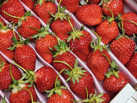 1度試したら2度買いたくなるイチゴ「アスカルビー(3L以上)」（1.3kg）