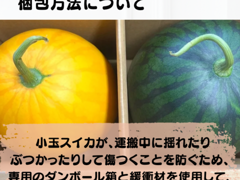 金メダルスイカ【1玉入り】ゴールド 家庭用から贈答可能 秋田県産 すいか フレッシュスイカ 夏の風物詩 ギフト お中元 夏丸 暑中見舞い 美味しい 甘い スイカ 糖度14 ゴールド