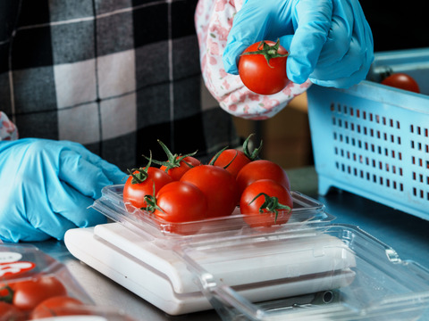 【迷ったらこれ！！】極上濃厚フルーツトマト「ポモロッサ」お試し用（2パック＋おまけ付）