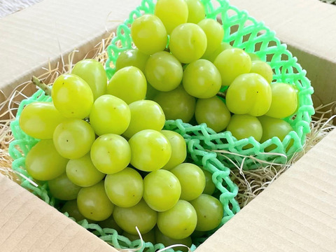 【セカンド・セレクト】 信州松本平 完熟シャインマスカット1.2kg以上