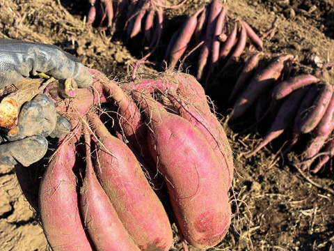 ふくむらさきS-M3kg！糖度高くアントシアニン豊富なさつまいも