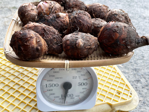 農家直送！セレベス(赤目芋)の里芋：2kg M~LLサイズ※参考写真は1kgです