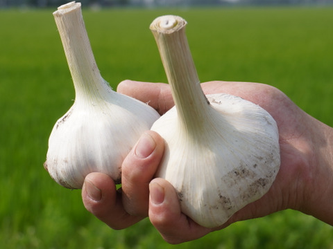 【期間限定！ホワイト】フレッシュホワイト生にんにく 1kg ※7月20日発送分まで