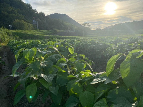 【お試しサイズ】丹波篠山産 黒枝豆 500g |お届け指定可！