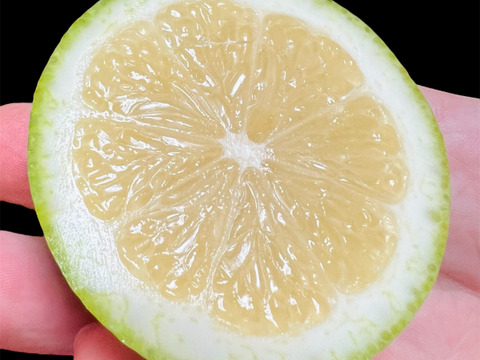 The citrus【LEMON (green)】グリーンレモン 2023 約2kg