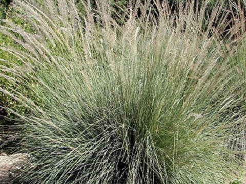 2個セット ミューレンベルギア リンドヘイメリ オーナメントグラス  イングリッシュガーデン 花苗 多年草 宿根草