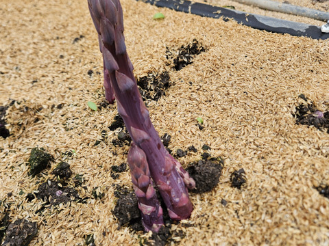 【紫＆緑アスパラ食べ比べ】「アスパラガス」サイズミックス1kg