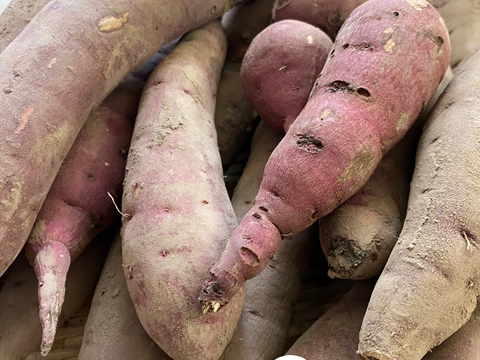 有機JAS認証 B品 訳あり さつまいも 追熟完了 紅はるか 青森県 2.5キロ