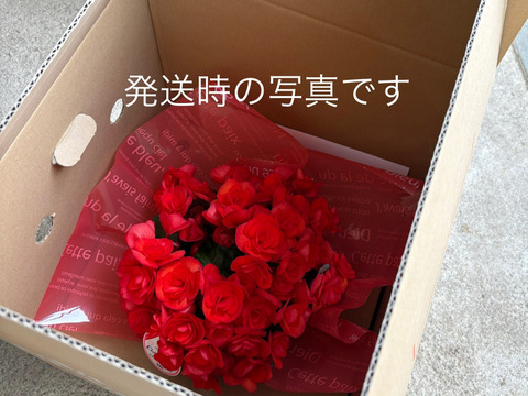 【贈答用】鮮やかな赤色が魅力的なエラチオールベゴニア【ベロニカ】4.5寸。