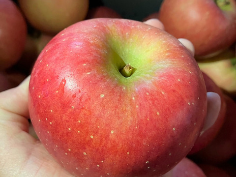 濃厚な甘みのりんご 「こうとく」（B品2㎏）