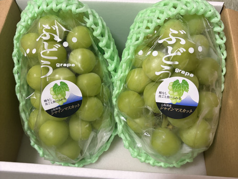 パリッと爽やか朝取り新鮮⭐︎山梨県笛吹市産「シャインマスカット1k(2