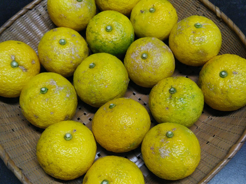 季節限定！売り切れ御免！柚子１．５ｋｇ