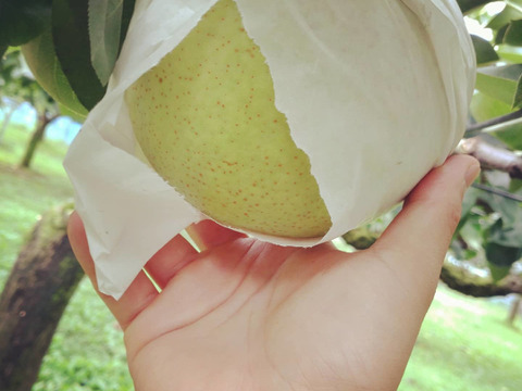 旬の梨【二品種以上食べ比べBOX】ちょっと訳あり5kg