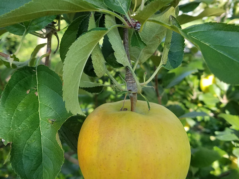 今がチャンス❗１kg増量で６kg規格
今が旬♪
高糖度、甘さ、シャキシャキ食感♪
甘いりんごが好きな方にはコレ！
完熟トキ　　家庭用６kg