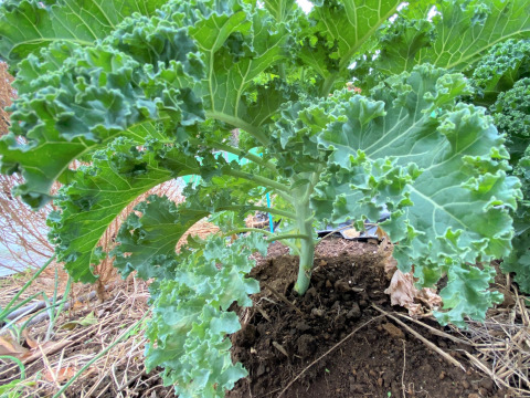 【京都産ケール】　オーダーからの収穫！　1kg