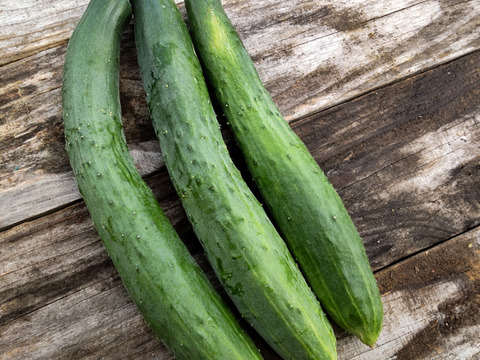 【自然栽培】固定種 ときわ地這胡瓜 2kg★農薬・肥料不使用｜きゅうり｜キュウリ