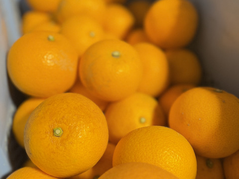 今が旬‼️ぷりぷり食感の小豆島産はっさく5kg