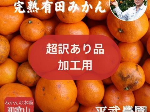 農家直送！有田みかん10kg　超訳あり（加工用）【平武農園】和歌山｜有田｜田口　産地直送　お取り寄せ