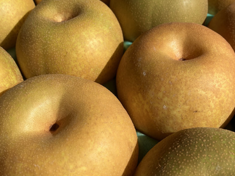 まつどの梨　デパート品より小さめ！完熟幸水　甘さしっかり食べ切りサイズ　ご家庭向け　5キロ18個から22個入り。