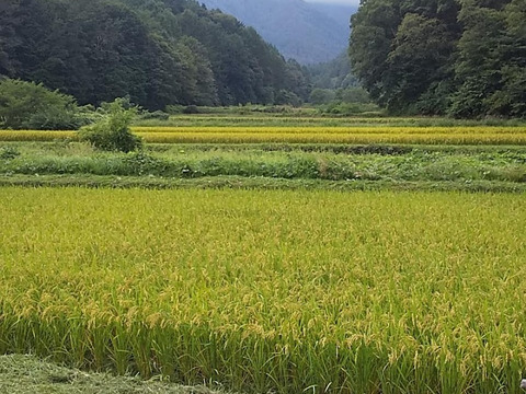【農薬・化学肥料不使用】信州伊那谷★満月餅(切り餅10枚入り×2パック)