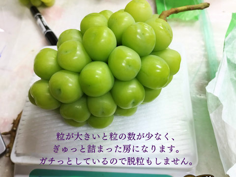シャインマスカット2房1.4kg大粒ぷりぷり甘～い【贈答用】岡山県産大きめの房【ギフト】農家直送