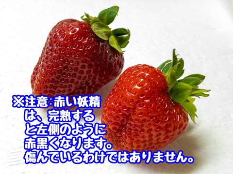 ※期間限定※【業務用】夏秋いちご［小サイズ]内容量4kg/8kg