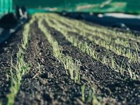 〔2026年1月下旬から発送開始〕1年に1度だけ、感動の甘さ！『葉付きサラダ玉ねぎ』2㎏┃葉付きで丸ごとお届け！