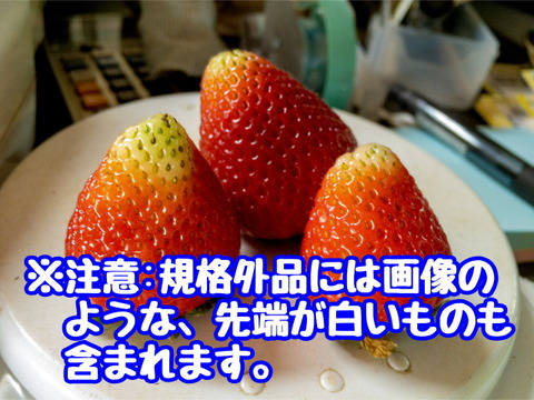 ※期間限定※【業務用】夏秋いちご［小サイズ]内容量4kg/8kg