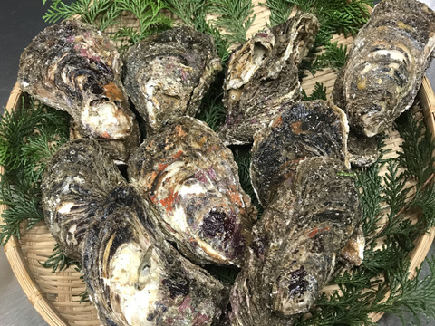 三重県産 生食用 天然 岩牡蠣 （約3kg前後）（約6～8個前後）
期間限定販売 牡蠣 貝類 海鮮バーベキューに BBQ