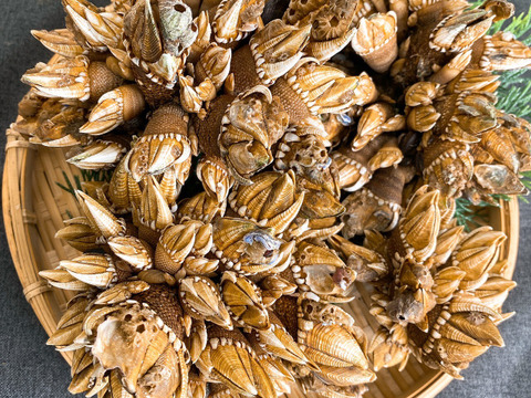 【浜名湖産】天然カメノテ1キロ入り