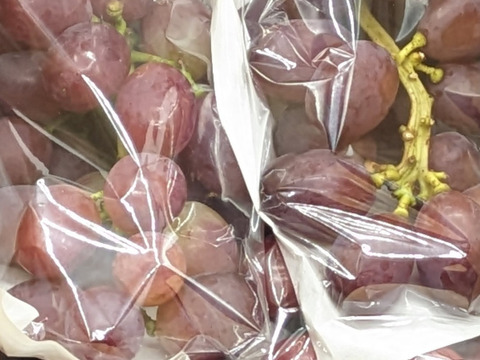 訳ありクイーンルージュ 約2kg　訳あり／規格外※長野県認証/農薬節減栽培（信州の環境にやさしい農産物認証）