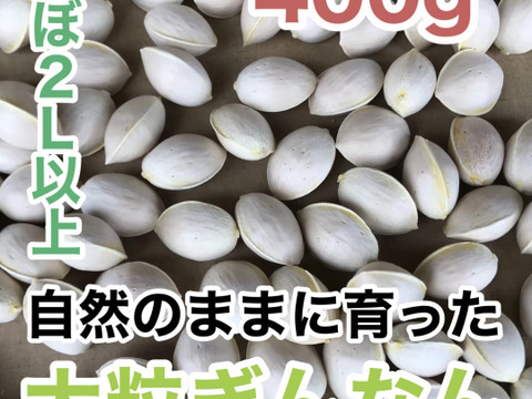 ‼️100g増量中‼️【ほぼLL以上！】殻付ぎんなん無選別パック(400g)