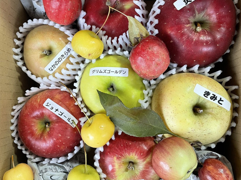りんご いろいろBOX （2㎏）