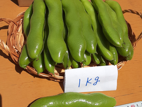 大粒で甘味があって美味しい！かまちゃん農園の「一寸そら豆」(1kg)