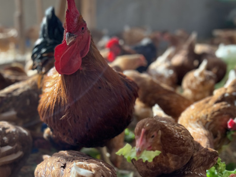 20個入　黄身がつまめる平飼い卵