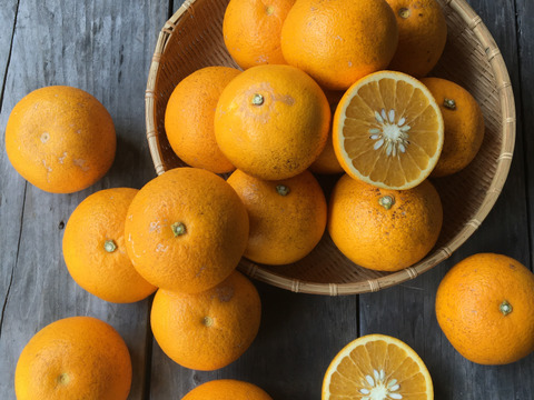 小玉【自然栽培の木成り八朔】5kg（箱込）和歌山県産