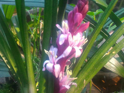 観賞用 花 植物 吉祥草 きちじょうそう 3号 9cm ポット 内容量3ヶ グランドカバーに 抜き苗 岐阜県産 食べチョク 農家 漁師の産直ネット通販 旬の食材を生産者直送 観賞用 花 植物 吉祥草 きちじょうそう 3号 9cm ポット 内容量3ヶ グランドカバーに 抜き苗 岐阜県産 食べチョク 農家 漁師の産直ネット通販 旬の食材を生産者直送
