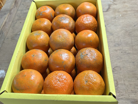 完熟タンカン　ご家庭用（5kg）